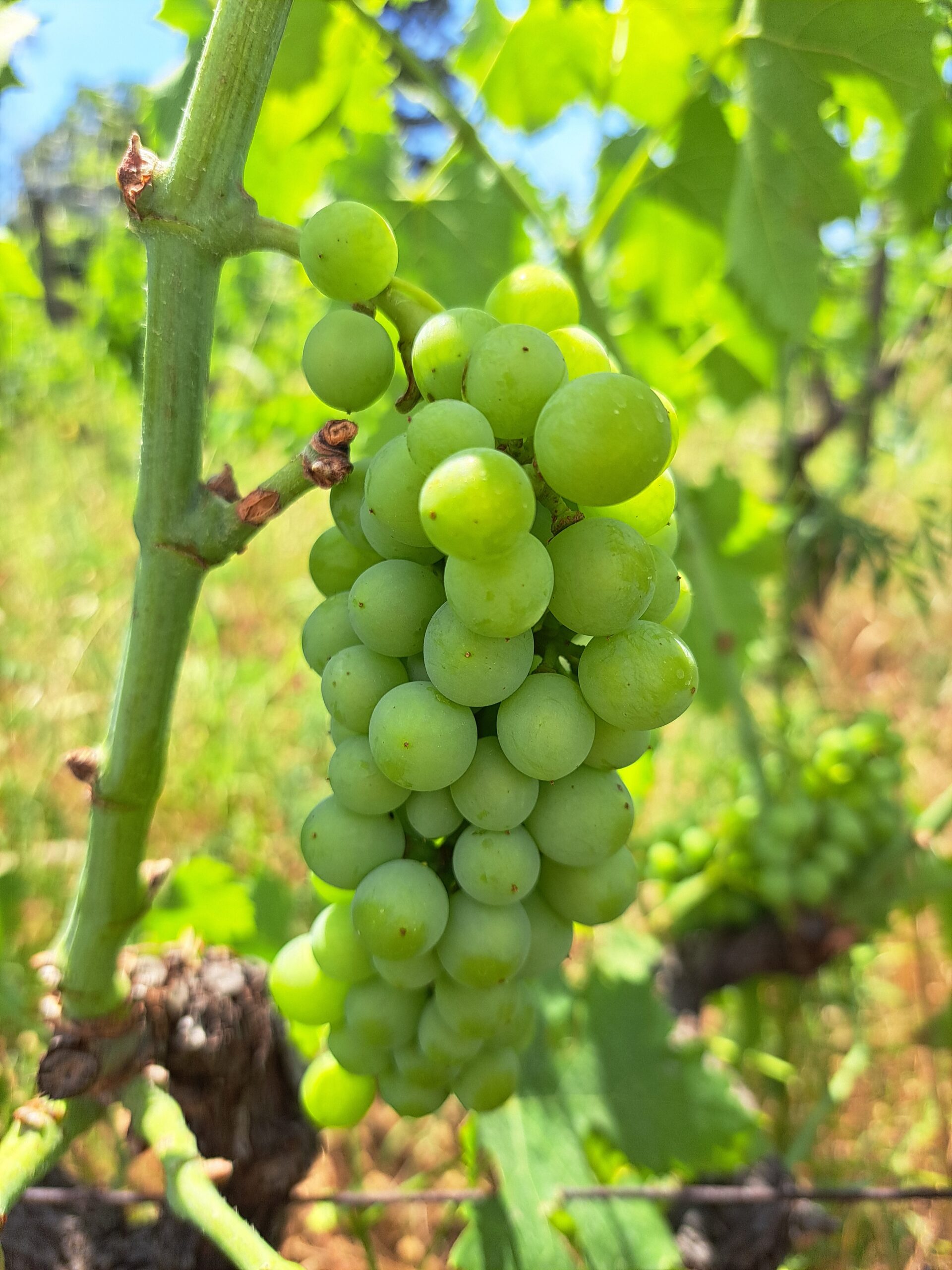 grapes1