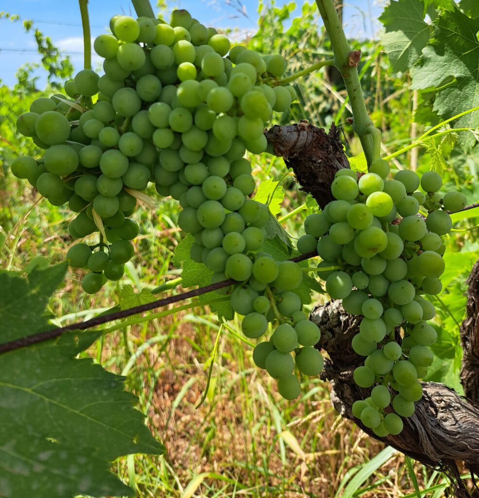 grapes2