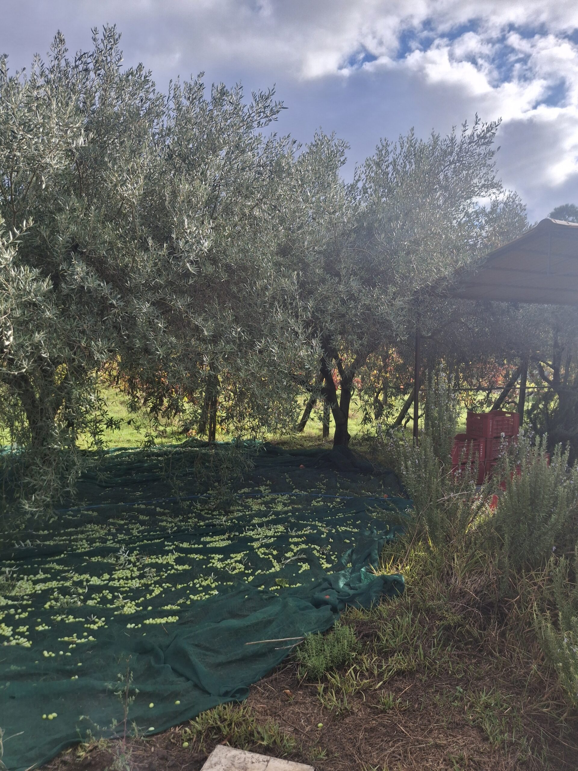 olive trees