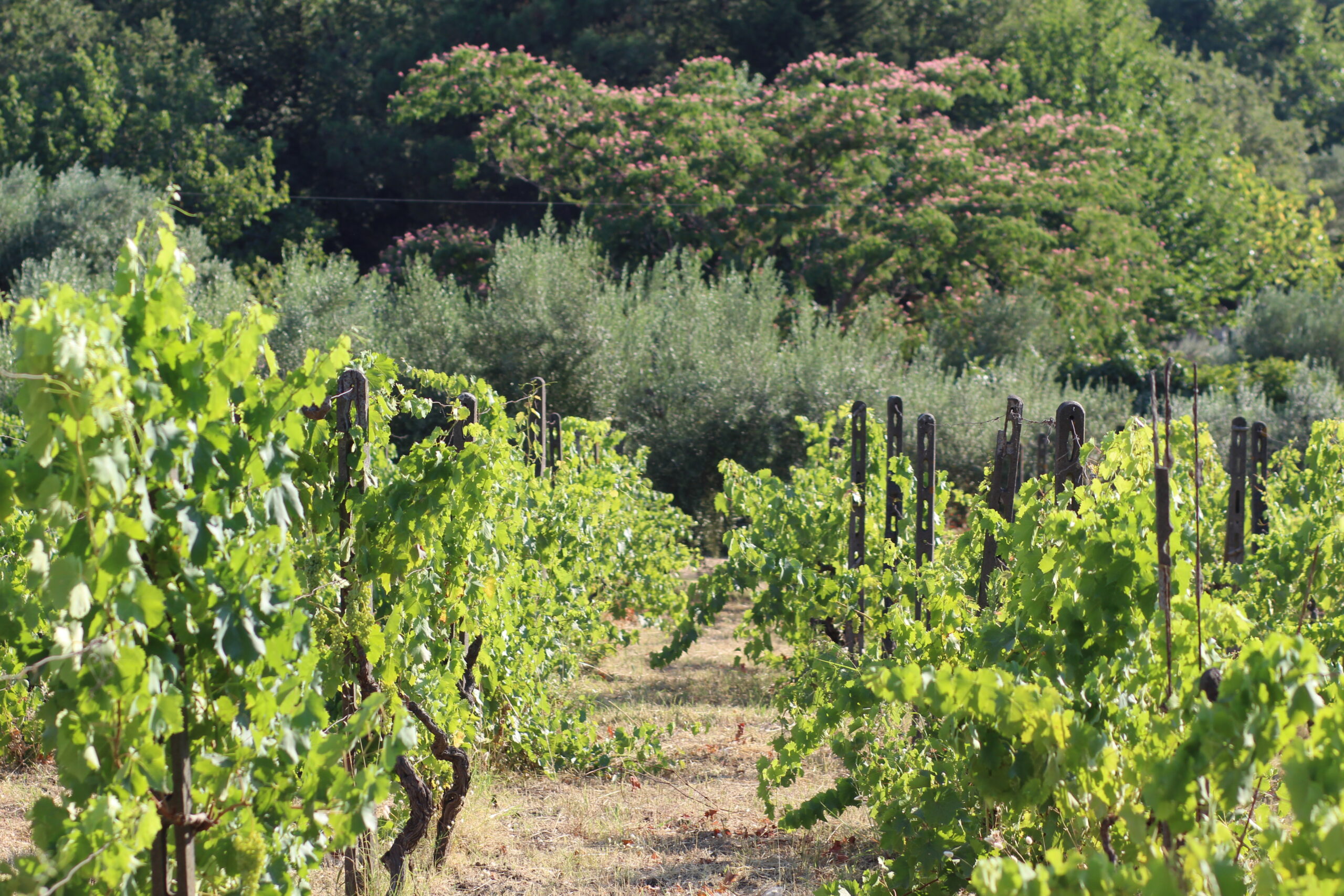 vineyard