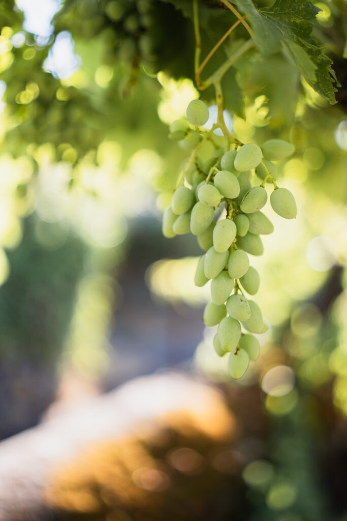 grapes4